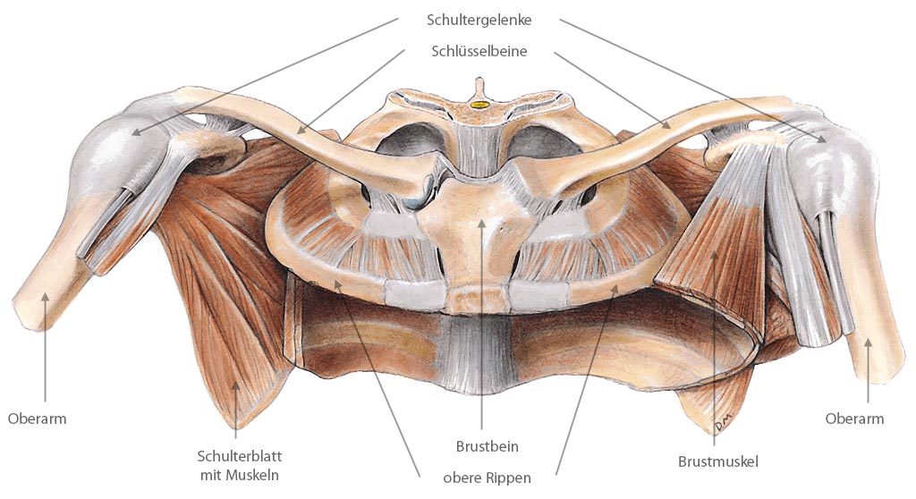 BioReflex Der Schultergürtel